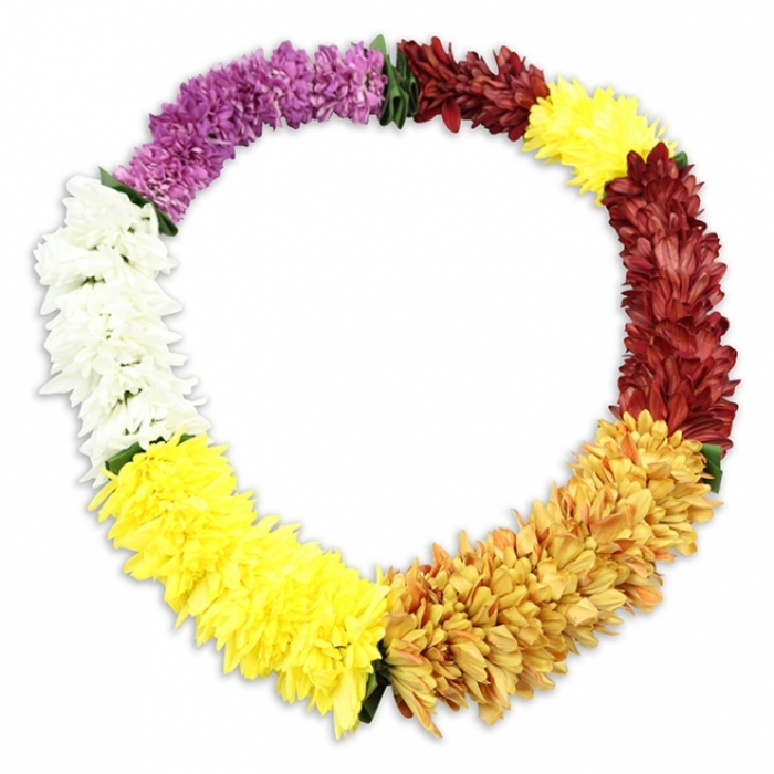 This image shows a single, oval-shaped lei placed centrally against a clean, radiant white background, its colourful segments drawing the eye slowly around the circle. Made from artificial flowers that closely resemble small chrysanthemums or carnation heads, the lei appears luxuriously full, each bloom pressed close to the next so that the surface seems almost quilted with petals. Starting at the upper left and travelling clockwise, the first section is a deep, regal purple, a colour that suggests reflection and quiet strength. This transitions into a small, pristine band of pure white, providing a moment of visual rest before the design warms into bright yellow, lively but still gentle. The yellow intensifies into a richer golden hue, reminiscent of late sunlight brushing over the gardens and riverside paths of Grove Park, before yielding to a deeper band of reddish-brown, close to maroon, which adds a grounded, solemn tone well-suited to sympathy flowers. The circle is completed by a final section of clean yellow, bringing warmth and light back to the composition. Along some of the colour boundaries, tiny dark green fabric leaves or separators can be seen, introducing a natural accent that gives the lei a handcrafted feel. A faint, diffused shadow beneath the garland creates a sense of depth, lifting it visually from the background as if it is resting on a smooth table, ready to be offered as a gesture of welcome or farewell. Created with the lasting materials favoured for memorial keepsakes, this lei would serve beautifully as a symbolic wreath for funeral tributes and online remembrance pages for families in Grove Park.