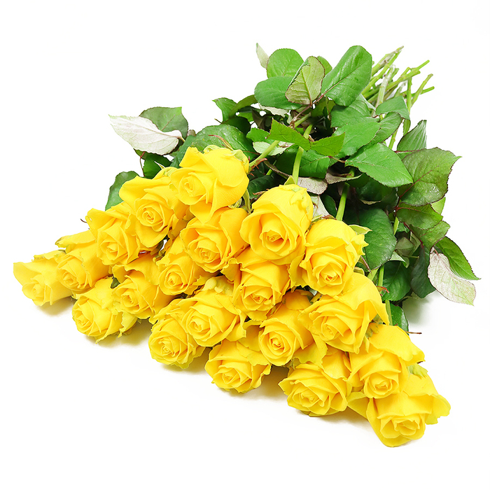 A carefully composed bouquet of roughly two dozen long-stemmed yellow roses lies diagonally across a pristine white background, the blooms forming a gentle arc of soft, golden colour. Each rose appears freshly cut, its petals firm and velvety, with some still held in tight, elegant buds and others beginning to unfurl into layered rosettes that invite the eye to follow their spirals inward. The shade of yellow is rich yet soothing, reminiscent of sunlight falling through the trees along the paths between Grove Park and Chiswick, catching on quiet corners and creating pockets of warmth. These are not exuberant, celebratory yellows; instead they feel composed and thoughtful, making them ideal for a sympathy bouquet where comfort and remembrance are the central message. Encircling and weaving among the blooms, an abundance of deep green foliage adds contrast and structure. The leaves are full and slightly glossy, some overlapping thickly to form darker patches of shadow, others turned just enough to reveal their softer, lighter undersides, adding a touch of movement to the still image. At one end, the stems extend outward in a neat bundle, slender and pale green, subtly curved to suggest that a florist's hand has just set them down. The full arrangement looks as though it is moments away from being wrapped for same-day delivery to a quiet home near Grove Park station or to a chapel along the nearby roads. Against the blank white background, every petal, leaf vein, and stem line stands out, allowing this simple spray of yellow roses to convey a message of gentle farewell, gratitude for a shared life, and a promise that the memory of the loved one will remain bright.