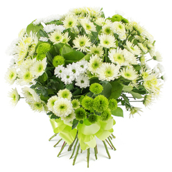 This hand-tied chrysanthemum bouquet appears luminous against a stark white background, every bloom thoughtfully placed so the whites and greens seem to glow. At its core are large white and creamy-yellow chrysanthemums, their petals layered in soft, rounded whorls that unfold from pale green or lightly yellow centers, giving the bouquet a full, cushioned appearance that feels calm and reassuring. Weaving between these central blooms are clusters of white spray chrysanthemums, each flower like a miniature daisy, bringing delicacy and a light, dancing rhythm to the design. Punching through the gentle whites are lime green pompon chrysanthemums, their tightly packed spherical heads providing a playful, contemporary accent, similar in spirit to the fresh green shoots that line the paths through Dukes Meadows in early spring. Rich green foliage adds pockets of depth and shadow, framing the blossoms so the contrast between white and lime is clear but never harsh. The stems have been carefully gathered at the base, trimmed to an even length, and wrapped in a wide satin ribbon of vivid lime green, tied into a smooth, multi-looped bow that feels celebratory yet elegant. The bouquet carries a mood of quiet optimism and gentle strength, perfect for sending to a loved one in Grove Park who needs encouragement, for congratulating new parents settling into a riverside flat, or for bringing a touch of fresh serenity to a living room overlooking the Thames. It speaks of purity, renewal, and heartfelt care, as if crafted by a florist who knows the rhythm of local lives and the comfort that flowers can bring.