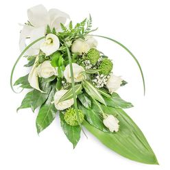 A tranquil, cascading sympathy spray in whites and fresh greens, captured on a plain white background and described as a florist might when comforting a neighbour from Grove Park or Elmstead Woods. The arrangement centres on creamy white roses in varied stages of bloom-petals layered like quiet notes-while pristine white calla lilies rise with sculpted purity, their smooth, trumpet forms guiding the eye. Vivid lime-green button chrysanthemums are used judiciously to introduce a lively, tactile contrast against the softer blooms, their compact, spherical heads lending modern texture. Scattered clouds of baby's breath weave delicate filigree between the main flowers, creating lightness and a breath-like softness. The foliage work is considered and dense: glossy, dark-green leaves form a lush cushion; variegated leaves bring pale stripes and visual relief; and feathery fern fronds crown the top with a woodland whisper. Two long, sinuous blades of bright foliage arc gracefully over the piece, adding contemporary lines before the composition narrows to a single, broad, bright green leaf that creates a clean, tapered tail. A creamy off-white bow at the upper left offers a gentle, formal accent. There is a cool, green-tinged scent of fresh foliage under the soft perfume of roses, and the overall mood is one of respectful calm-a refined funeral or memorial tribute that would be at home delivered to services near Grove Park station, Chinbrook Meadows, or community churches in the local area.