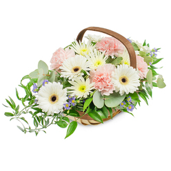 Carefully composed in a rustic, pale-willow basket with a sturdy curved handle, this fresh floral basket presents a harmonious mix of soft whites, blush pinks, and cool green foliage that reads as both uplifting and consoling. At the visual heart are several immaculate white Gerbera daisies, their broad, paper-smooth petals opening around a striking deep brown to black central disc that anchors the arrangement and draws the eye. Clusters of pale pink carnations nestle close to the Gerberas, their frilled layers introducing a tender, tactile softness that suggests warmth and thoughtful care. Interspersed throughout are petite, dainty sprays of white and pale yellow daisy-like blooms-likely spray chrysanthemums-that fill the composition with a natural abundance and a comforting, cottage-garden feel. Small violet-blue starlets provide a subtle cool contrast, their tiny faces lifting the palette with quiet cheer. The supporting greenery is varied and purposeful: silvery, rounded eucalyptus leaves give a modern, fragrant lift while glossy, darker ruscus branches trail slightly to the left, creating an elegant cascade that balances the rounded top. The bright, even lighting highlights the freshness of each petal and the woven texture of the basket, making the whole composition appear clean and composed. Crafted with neighbourhood know-how and available for local delivery across Grove Park, near Grove Park station and the surrounding streets, this basket suits many purposes-from a thoughtful get-well gift to an understated sympathy offering-and reflects the careful hand and seasonal sourcing customers expect from Grove Park Florist.