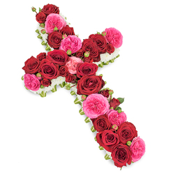 A striking floral cross, designed as a memorial tribute, lies against a clean white background, its rich colours and careful craftsmanship drawing the eye. The traditional Christian cross shape is completely cloaked in deep red roses, their velvety petals unfurling in generous spirals that create a sense of depth and quiet intensity. Threaded among the red blooms are clusters of vivid fuchsia pink roses and garden-type flowers, their ruffled petals and slightly lighter tones bringing a tender warmth and a hint of softness to the solemn design. Smaller rosebuds in coordinating shades of red and pink tuck between the fully opened heads, adding texture and suggesting memories layered across a lifetime. A fine edging of tiny white flowers-resembling spray chrysanthemums, miniature carnations, or gypsophila-runs along the entire outline of the cross, forming a delicate, lace-like frame that emphasises the sacred silhouette and adds an air of purity and peace. Subtle touches of green foliage and possibly slim strands of ribbon are visible just beneath the floral surface, giving gentle structure while keeping the focus on the lush carpet of petals. The composition feels serene and reverent, much like the atmosphere around Grove Park's quiet residential streets and nearby riverside walks, where families often find a moment of reflection. Suitable for funerals, cremation services, and graveside tributes in the local area, this floral cross conveys sympathy and respect, allowing friends and relatives to honour a loved one with a piece that symbolises both unwavering faith and the enduring power of love, all thoughtfully arranged by an experienced Grove Park florist.