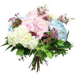 A lush pastel bouquet of hydrangeas appears against a clean white backdrop, its gentle colours and textures standing out with serene clarity, as though arranged for a sunlit home in Grove Park. Dominating the composition are voluminous heads of hydrangea in baby pink, soft sky blue, and creamy white, each bloom densely packed with small, velvety petals that give the bouquet a plush, cushion-like depth. The pink hydrangeas lend a romantic, affectionate note; the blue blooms provide a cool, calming counterpoint; and the white flowers add brightness and a sense of quiet purity, reminiscent of early summer mornings along the Thames path near Grove Park. Threaded delicately between these large, rounded forms are fine stems of deep magenta filler flowers, likely waxflower, their tiny cup-shaped blossoms and buds adding lively spots of richer colour and a whisper of herbal fragrance. An abundance of foliage cradles the hydrangeas, combining broad, glossy dark green leaves with lighter, more delicate sprigs that soften the outline and evoke a freshly gathered garden bunch. At the base, the stems are drawn neatly together in a hand-tied bundle, showcasing the tidy craftsmanship of a professional Grove Park florist and hinting that the bouquet is ready to slip into a favourite vase. Gentle, even lighting reveals subtle gradations in each petal and the natural sheen of the leaves, heightening the sense of freshness and care. The mood of the arrangement is tranquil yet hopeful, making it ideal for birthdays, get-well wishes, housewarmings, or any moment when someone in Grove Park deserves a thoughtful, elegant gesture delivered to their door.