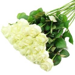 A sweeping line of white roses stretches diagonally across a pure white background, giving the impression of a freshly prepared bouquet laid momentarily on a workbench in a Grove Park florist's studio. Toward the lower left of the image, the rose heads form a dense, luxurious cluster, around two dozen blooms pressed close together so that their velvety petals overlap and brush softly against one another. The flowers vary from tight buds with neatly folded petals to slightly more open roses that begin to reveal the classic spiral of their centres. Their colouring is a calm, creamy white, softened by hints of ivory and the faintest suggestion of green near the outermost layers, a visual cue of their cool freshness. From under this rich canopy of blooms, an orderly bundle of long, straight stems runs up towards the upper right, lending the arrangement a sense of direction and grace. The stems are strong and unadorned, a deep natural green that contrasts beautifully with the pale roses. Along them, clusters of glossy leaves fan out, some darker and more mature, others showing lighter shades and a subtle reddish blush along the margins. The spacious white background and gentle, even lighting make the whole composition feel airy and uncluttered, as if the bouquet is floating. You can almost imagine the soft fragrance drifting through a Grove Park home near the Thames or along the tree-lined streets close to the station. There is a quiet formality to the arrangement that suits weddings, memorial services, or dignified celebrations, while still feeling warm and personal-perfect for moments when words alone are not enough.