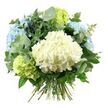 A carefully composed bouquet of hydrangeas and foliage stands out clearly against a bright white background, its rounded shape and cool palette reminiscent of a serene corner of Grove Park on a clear day. At the centre, a plush mound of creamy white hydrangeas forms a soft, cloud-like heart to the design, each tiny petal pressed close to its neighbour to create a dense, velvety dome. Surrounding this key bloom, generous heads of sky-blue hydrangeas emerge, with delicate shading that moves from slightly deeper blue at the centres to pale, almost misty edges, evoking calm skies above the tree-lined avenues near Grove Park station. Tucked among the blue and white blooms are eye-catching lime-green hydrangea clusters, their crisp, bright chartreuse tone lending the bouquet a vivid, garden-fresh lift, like new growth along the Thames Path in early summer. The flowers are richly framed by a mix of greenery: rounded eucalyptus leaves in a muted silvery-green sweep outward, bringing lightness and a modern edge, while deeper, glossy green leaves weave more tightly throughout the bouquet, enhancing its fullness and sculpted form. At the bottom, the natural stems are gathered and bound in a traditional hand-tied finish, making the arrangement appear ready for same-day delivery to a Grove Park doorstep or as a thoughtful surprise for a friend in nearby neighbourhoods. Gentle, uniform lighting highlights the interplay of textures and the soothing mix of white, blue, and green, giving the bouquet a sense of both freshness and quiet luxury. The overall impression is of a cool, calming arrangement, ideal for birthdays, thank-you gifts, or simply adding tranquil beauty to a Grove Park home.