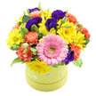 Set against a crisp white backdrop, this polka-dot hatbox bouquet appears as a compact burst of happiness, its colours and shapes carefully balanced like a piece of floral art crafted in the heart of Grove Park. The circular box is a light lime green, scattered with pastel blue and white polka dots that lend a youthful, celebratory touch, as if it were a gift waiting on a windowsill overlooking the Thames. Rising from the box's rim, the flowers form a smooth, dome-shaped canopy, each stem nestled snugly to create an unbroken surface of petals and greenery. A striking bright pink gerbera daisy takes centre stage at the front, its neat ring of petals radiating around a soft green centre that echoes the tone of the foliage. Surrounding the gerbera, clusters of small yellow daisies or chrysanthemums contribute a joyful, sun-kissed glow, their delicate petals overlapping like tiny golden fans. Coral and orange carnations thread through these lighter tones, their ruffled blossoms adding fullness and a comforting warmth, while also providing a gentle gradient of colour. Deep purple and indigo lisianthus blooms are interspersed throughout, their velvety petals bringing depth and a sophisticated counterpoint to the brighter shades. Fresh green leaves, including some tastefully variegated ones, peek through the flowers, giving the arrangement structure and a sense of natural movement. The overall effect is of a bright, feel-good gift suited to many occasions-perhaps a birthday surprise delivered to a home near Grove Park station, a get-well gesture for someone in nearby Chiswick, or a cheerful thank-you for a riverside office. It radiates warmth, optimism, and thoughtful care, all contained in one charming hatbox of mixed blooms.