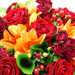 A vibrant, densely packed bouquet fills the frame, its deep reds and brilliant oranges evoking the warmth of a cosy gathering in a Grove Park home. At the centre, fully bloomed red roses command attention, their velvety petals arranged in precise, spiralling layers that form plush, rounded cups. The roses' rich crimson tones convey devotion and romance, suggesting a carefully chosen gift for a loved one. Interlaced among them are bold orange lilies, their wide, open petals arching slightly backwards, creating a lively starburst shape. The lilies exhibit subtle variations of orange, from burnt amber at their throats to lighter, almost glowing tips, making them appear lit from within. Smaller, darker roses and rosebuds in burgundy and wine-red tones tuck between the larger flowers, increasing the bouquet's depth and giving a sense of unfolding beauty over time, much like the evolving seasons along the Thames path in Grove Park. Surrounding this core of colour is a mantle of lush green foliage, with broad, shiny leaves acting as a supportive base and finer, more delicate greenery interwoven for texture and soft movement. A single, elegantly curled leaf in the foreground adds a sculptural flourish, inviting the viewer's eye deeper into the arrangement. Clusters of glossy ruby-red hypericum berries punctuate the design, their bead-like forms perched on slender stems, reflecting light and offering a playful contrast to the softness of the petals. Soft, bright lighting bathes the bouquet, highlighting the freshness of each bloom and the sheen of each leaf, suggesting flowers just prepared in a local Grove Park workshop and ready to be delivered for birthdays, anniversaries, or heartfelt congratulations within the neighbourhood.