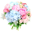 Displayed upright against a bright white backdrop, this lavish round bouquet seems to glow with soft, romantic colour. Plump domes of powder blue hydrangeas anchor the design, their tightly packed florets forming cushioned, cloud-like shapes that invite the eye to linger on their fine detail. Curving around them are full-bodied pink peonies, their ruffled petals layered generously, shifting from the faintest hint of blush to richer rose-pink tones that suggest the warmth of a late afternoon in Grove Park. Nestled carefully between these showy blooms are smaller roses in blush pink and creamy yellow, their compact spirals of petals bringing refinement and a timeless, garden-inspired charm. Several coral-pink calla lilies rise elegantly from the rounded bouquet, their sculptural, trumpet-shaped flowers and smooth petals adding a contemporary flourish and drawing a gentle vertical line through the composition. Soft, silvery-green dusty miller leaves weave between the blossoms, their velvety, slightly frosted look cooling the overall palette, while deeper green foliage frames everything with a fresh, leafy edge. The stems, neatly bound at the base, suggest a hand-tied arrangement ready to be delivered across Grove Park for a special occasion. The bouquet radiates calm joy and affectionate warmth, making it perfectly suited for birthdays, thank-you gestures, or as a romantic surprise for a dinner at home. It feels like a piece of spring gathered from the riverside paths and quiet residential streets nearby, distilled into a single, generous armful of flowers.