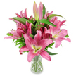 A luminous studio portrait of a generous bouquet of deep pink lilies arranged in a simple clear glass vase, the whole composition set against a pristine white background so every petal and stem reads with clarity. The bouquet presents dozens of large, star-shaped lily blossoms in a spectrum of fuchsia to rosy pink; each open flower curls its six waxy petals slightly back, graduating from richer pink edges to paler, almost creamy-pink centres where a soft chartreuse-yellow throat gives contrast. Prominent dark burgundy stamens, dusted with golden pollen, stand at the heart of several blooms, their slender filaments and textured anthers adding delicate, tactile detail. Between the open flowers are elongated, poised buds in varying stages - some tight and pale, others flushed with deep pink and tipped in green - promising days of unfolding life. Rich, glossy lance-shaped leaves and upright green stems form a verdant scaffolding, and the transparent vase reveals the neatly trimmed stems and clear water within, lending freshness and honesty to the design. The soft studio lighting picks up the lilies' satiny petal sheen and suggests a faint, heady perfume that invites the viewer to lean in; there's an elegance here that reads both celebratory and quietly refined. This arrangement would work beautifully as a birthday or Mother's Day gift, a thoughtful thank-you, or a simple gesture to brighten a room in Grove Park or a nearby Lewisham flat - an image that honours botanical detail while conveying the calm joy of freshly cut flowers.